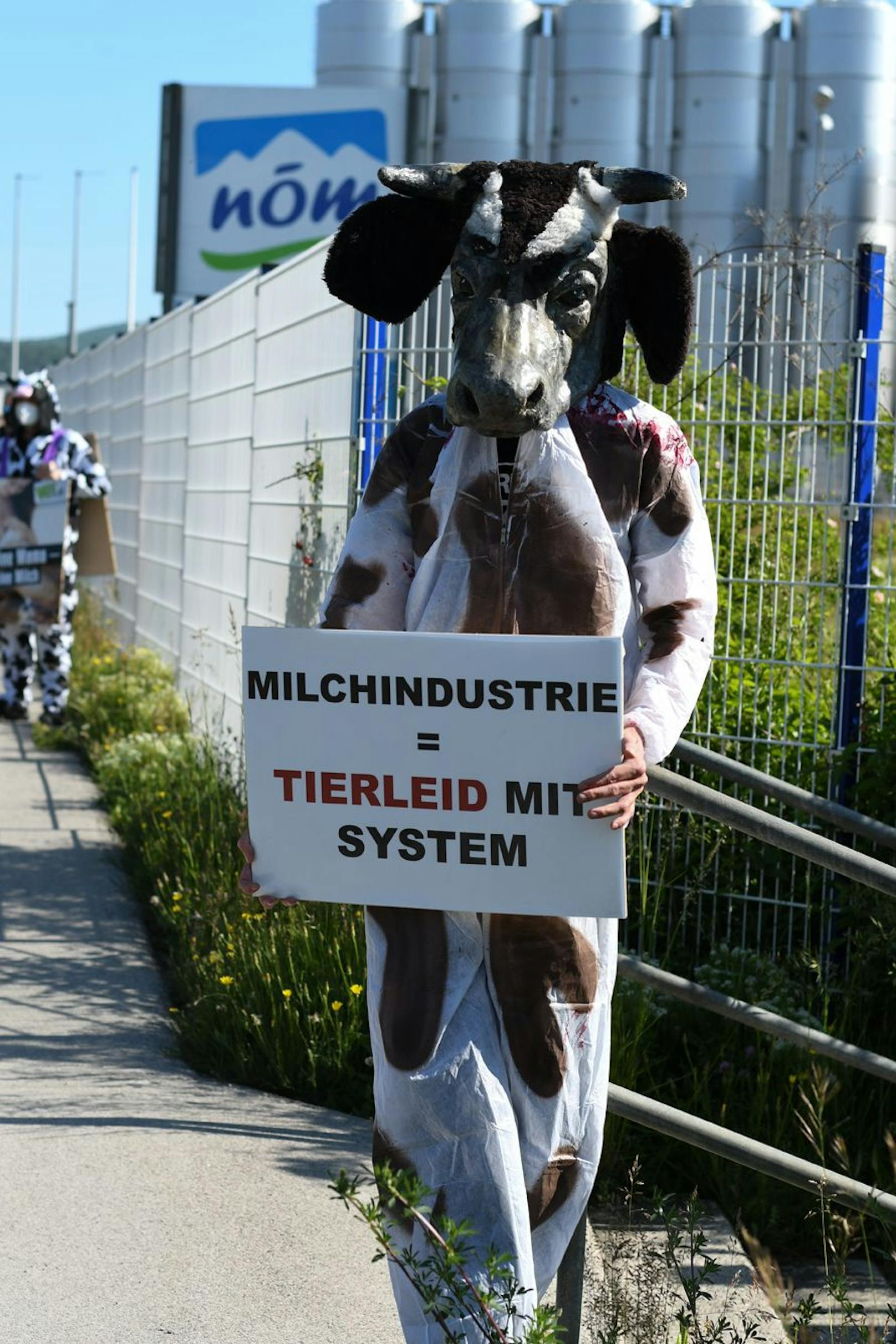Da der 1. Juni als "Tag der Milch" gilt versammelten sich Demonstranten im Kuh-Kostüm vor der NÖM Zentrale in Baden. 