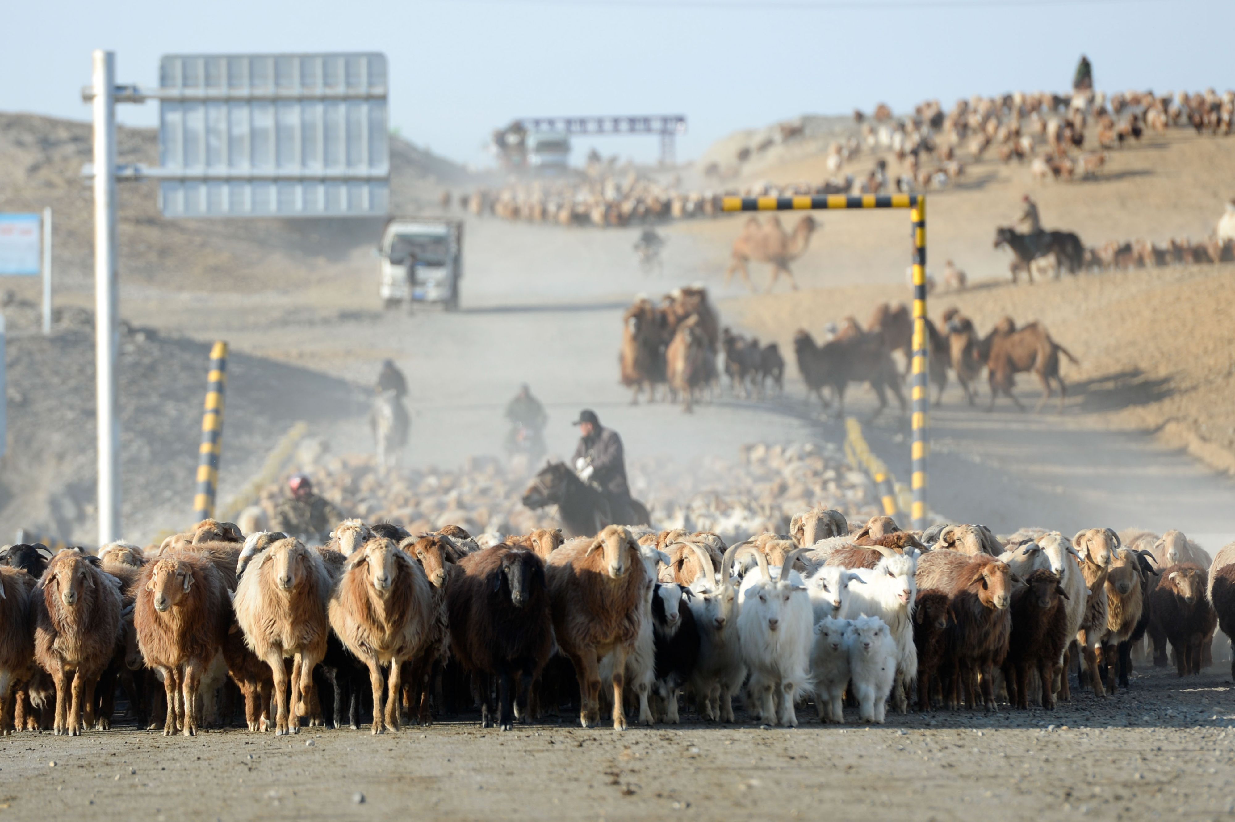 Download von www.picturedesk.com am 01.06.2021 (09:57).  (200415) -- ALTAY, April 15, 2020 (Xinhua) -- Herdsmen drive livestock on the way to spring pastures in Fuhai County of Altay, northwest China's Xinjiang Uygur Autonomous Region, April 15, 2020. As spring comes, herdsmen here are busy with transferring livestock to spring pastures. (Xinhua/Ding Lei).Xinhua News Agency / eyevine :...http://. - 20200415_PD5294 - Rechteinfo: Rights Managed (RM)