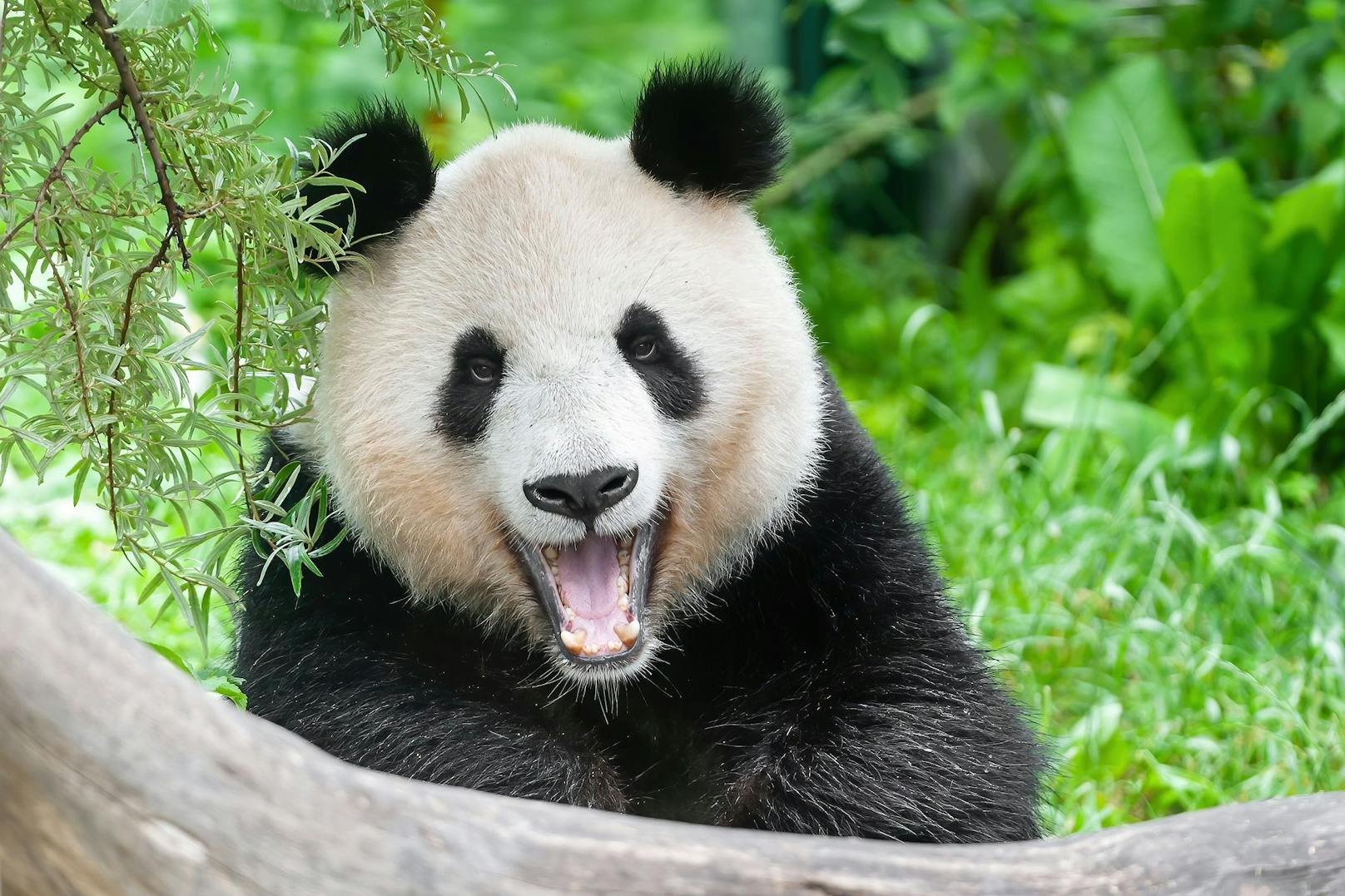 Wie ein Lächeln wirkt das Gähnen von Pandas und dauert durchschnittlich 4,28 Sekunden.