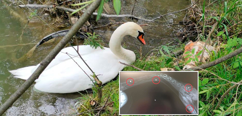 Der Schwan wurde von einem Tierhasser vier Mal angeschossen.