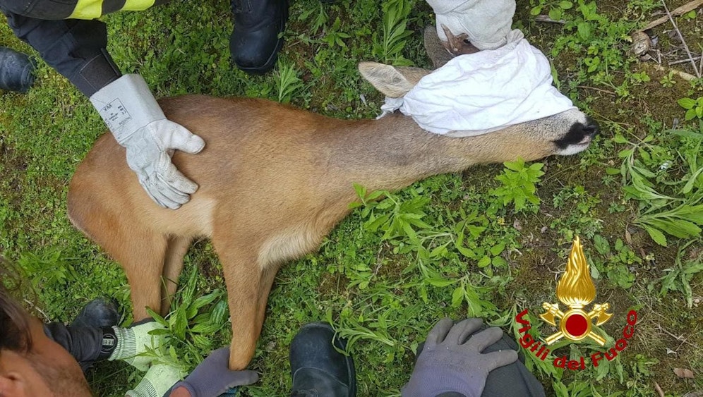 Das gerettete Reh in den Händen der Einsatzkräfte