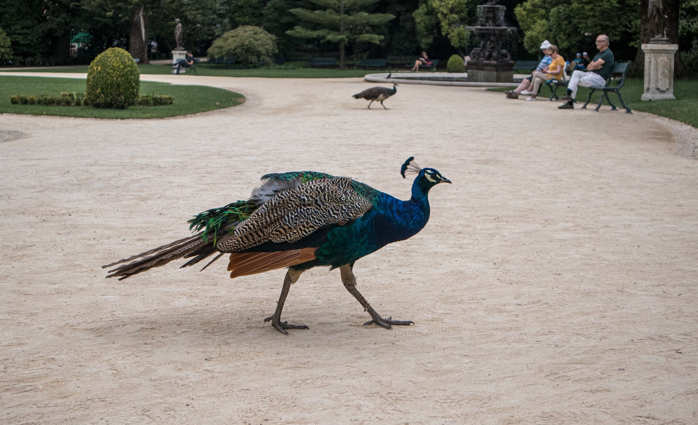 In vielen Stadtteilen von Los Angeles (USA) werden die wunderschönen Vögel zur echten Plage. (Symbolbild) 