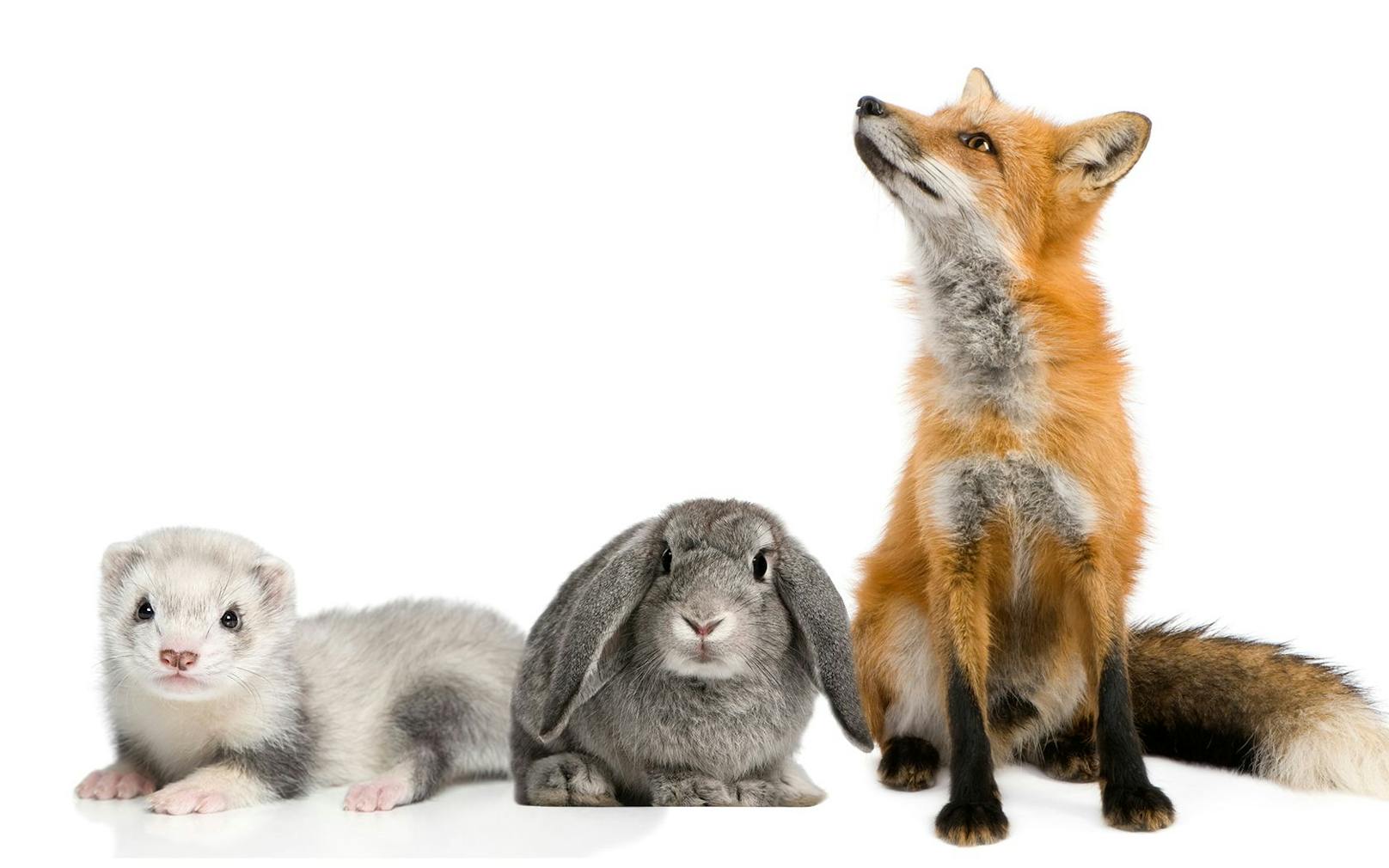 Die beliebtesten Pelze sind nach wie vor Fuchs, Nerz und Kaninchen. 
