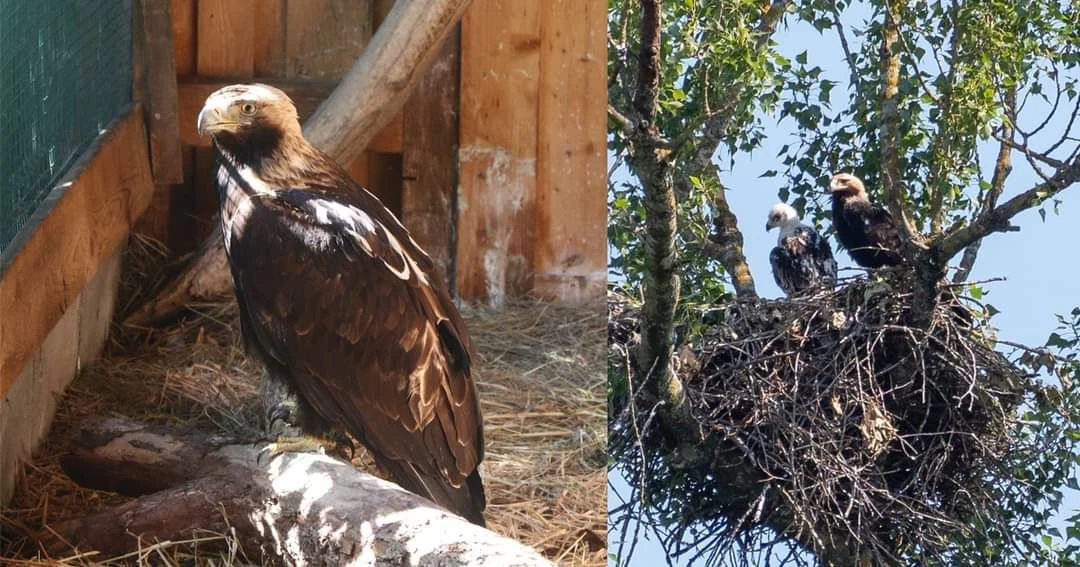 Angeschossener Greifvogel und die Kleinen