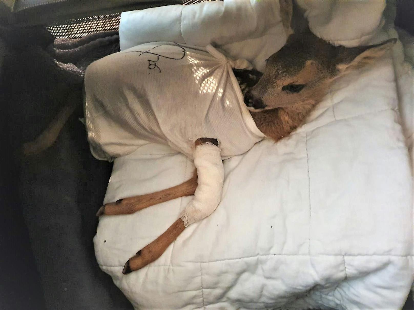 Bein durch Mäher verloren - OP rettete Bambi
