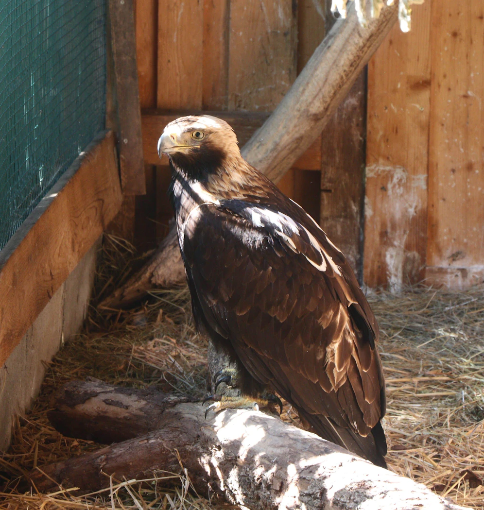Der angeschossene Kaiseradler