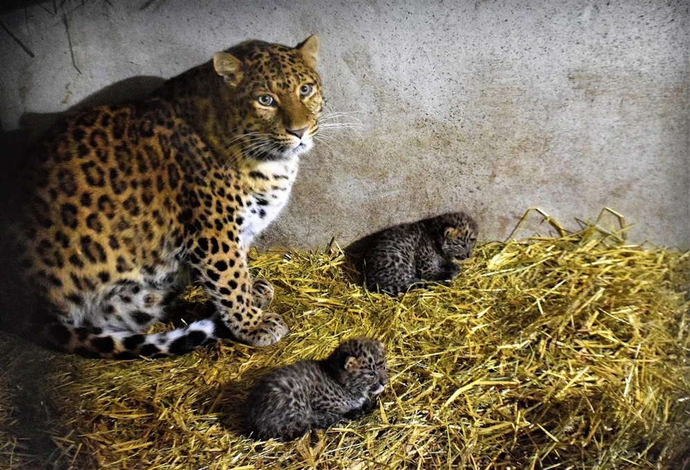 Leoparden Nachwuchs