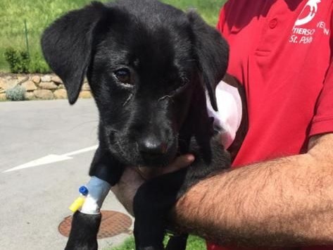 Die kleine "Ema" musste operiert werden.