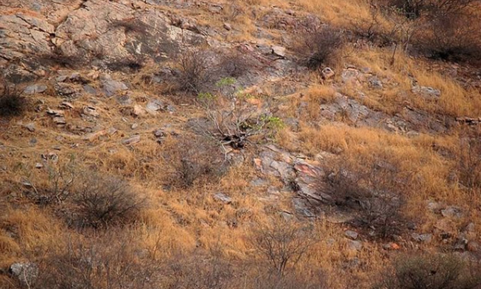 Der Wildtierfotograf Abhinav Garg postete dieses "Suchbild" auf Instagram.