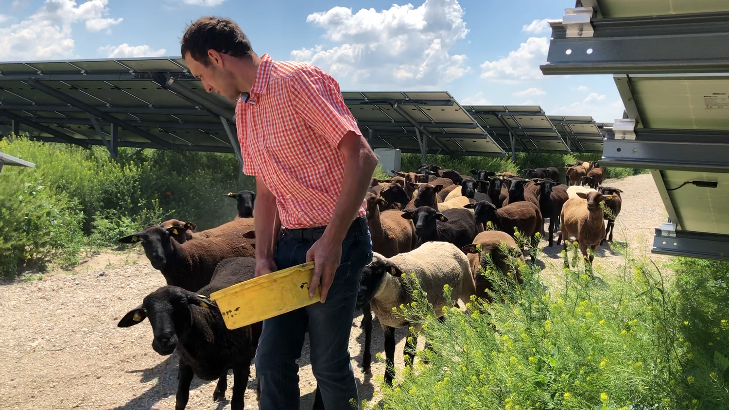 In der Photovoltaikanlage Schafflerhof hat die Schafherde eine Heimat gefunden.