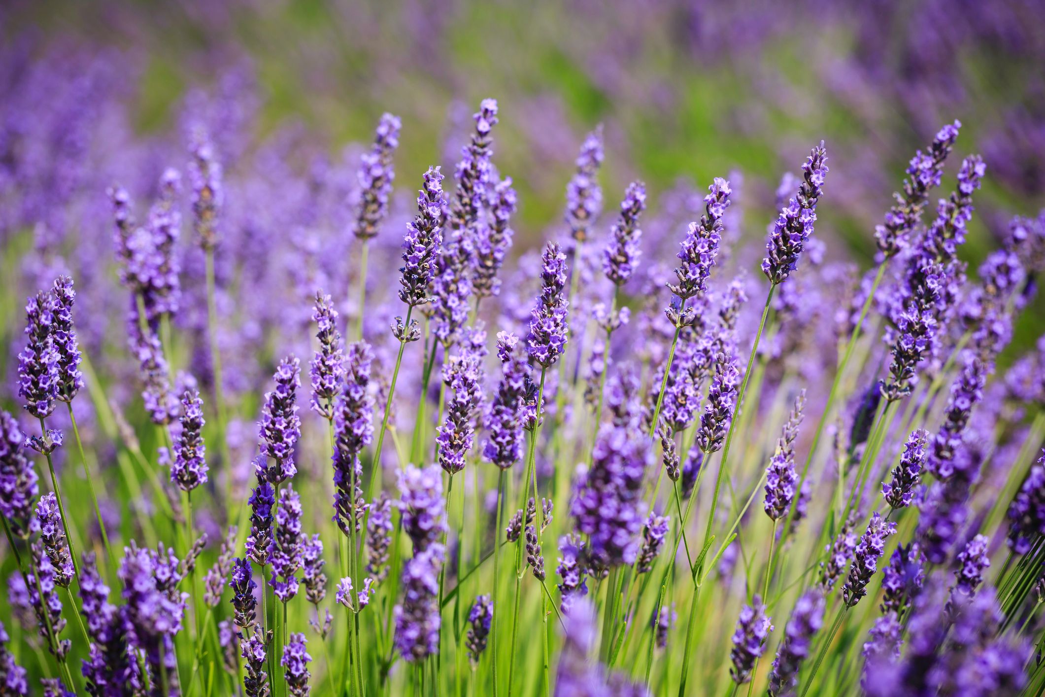 Lavendel: Frost schadet den frischen Trieben, während ständige Nässe im Boden die Wurzeln faulen lässt.