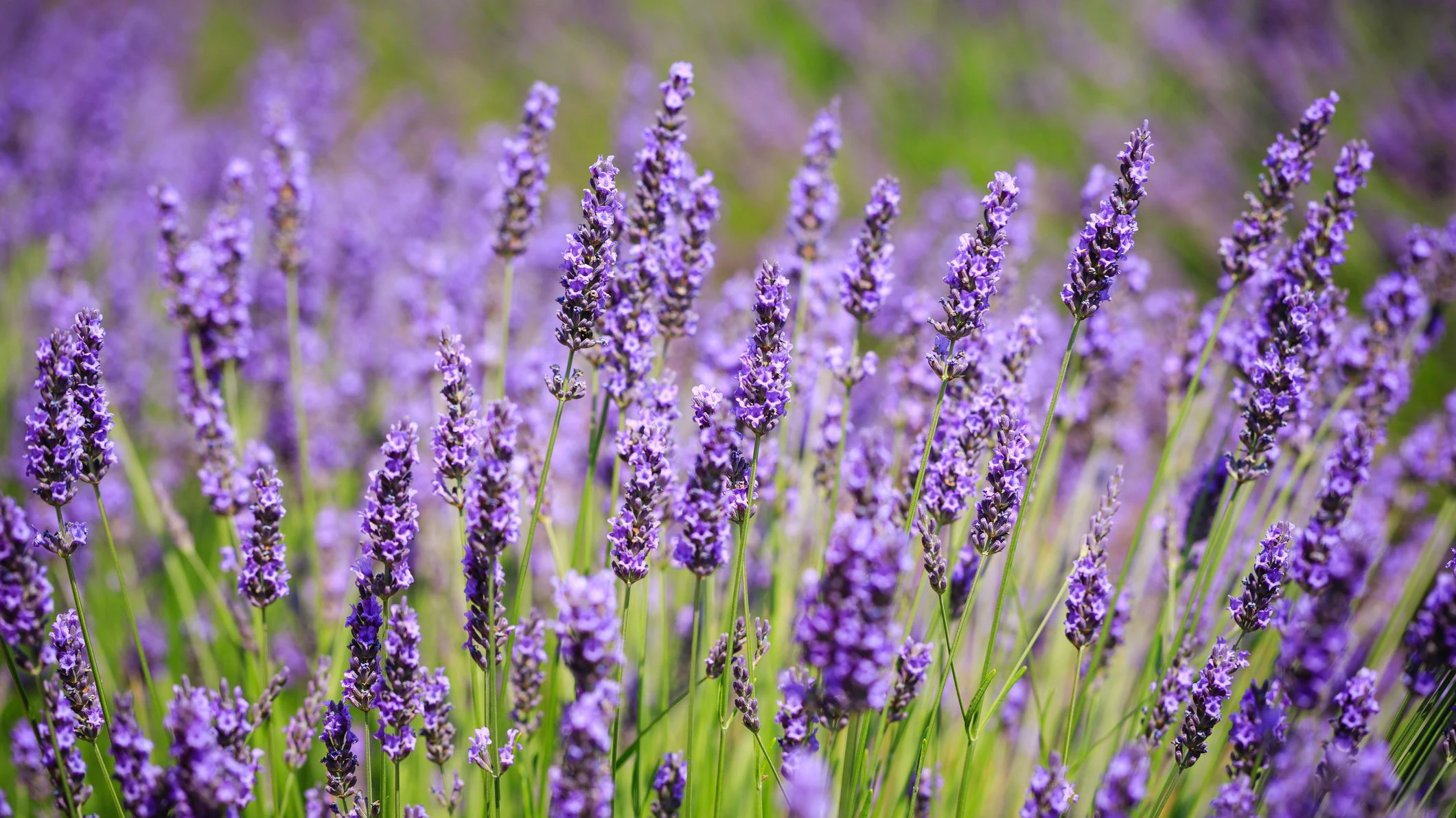 Bestimmte Pflanzen wie Lavendel vertreiben Mücken mit ihrem Geruch.