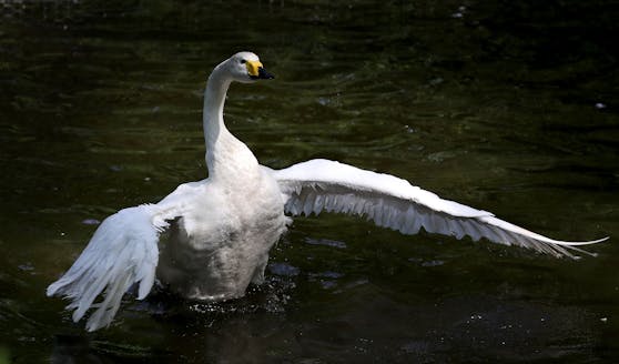 Schwane können sehr aggressiv werden und stellen für kleinere Tiere, auch Hunde, eine große Gefahr dar.