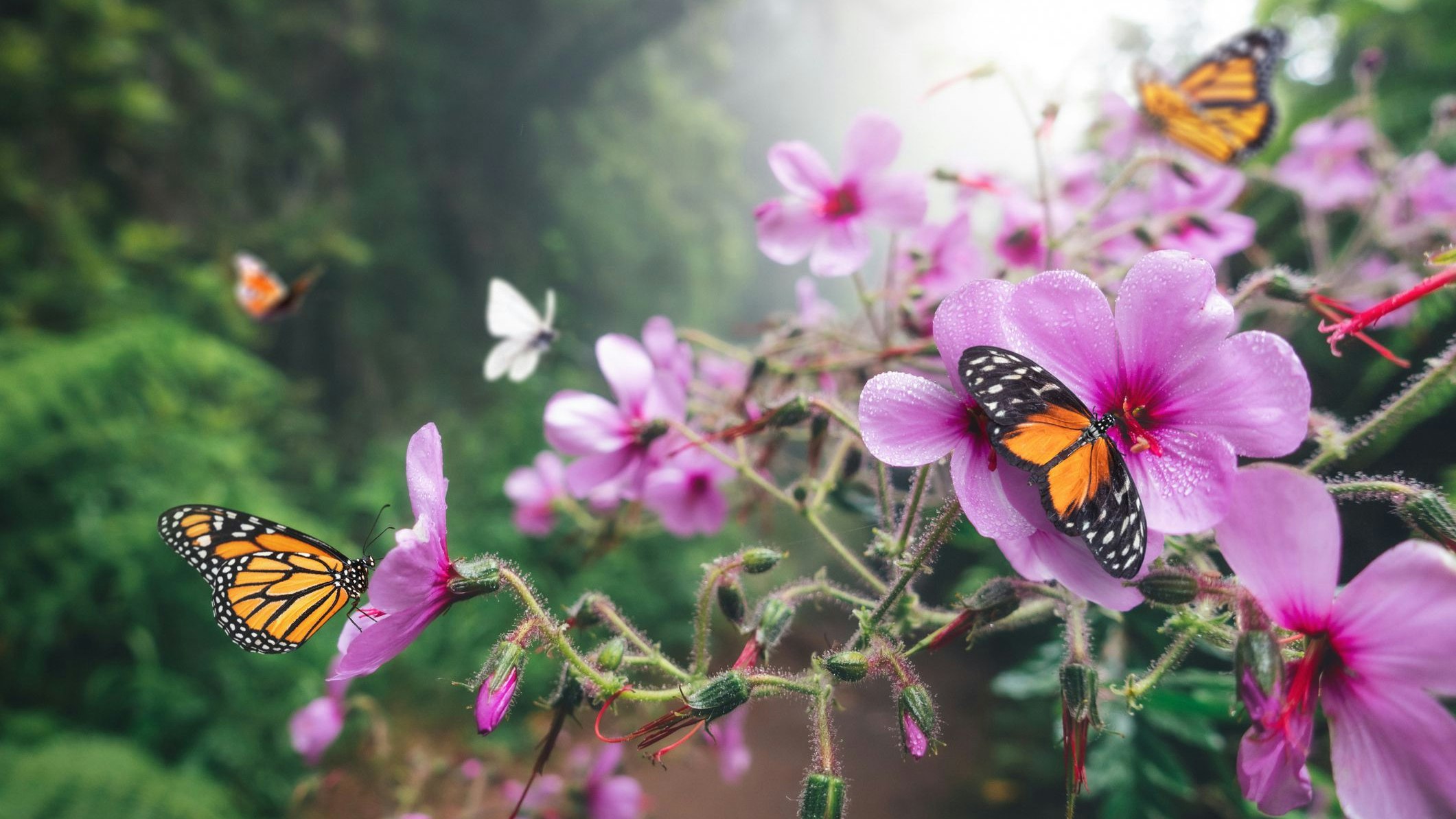 Heute.at - So lockst du Schmetterlinge in den Garten