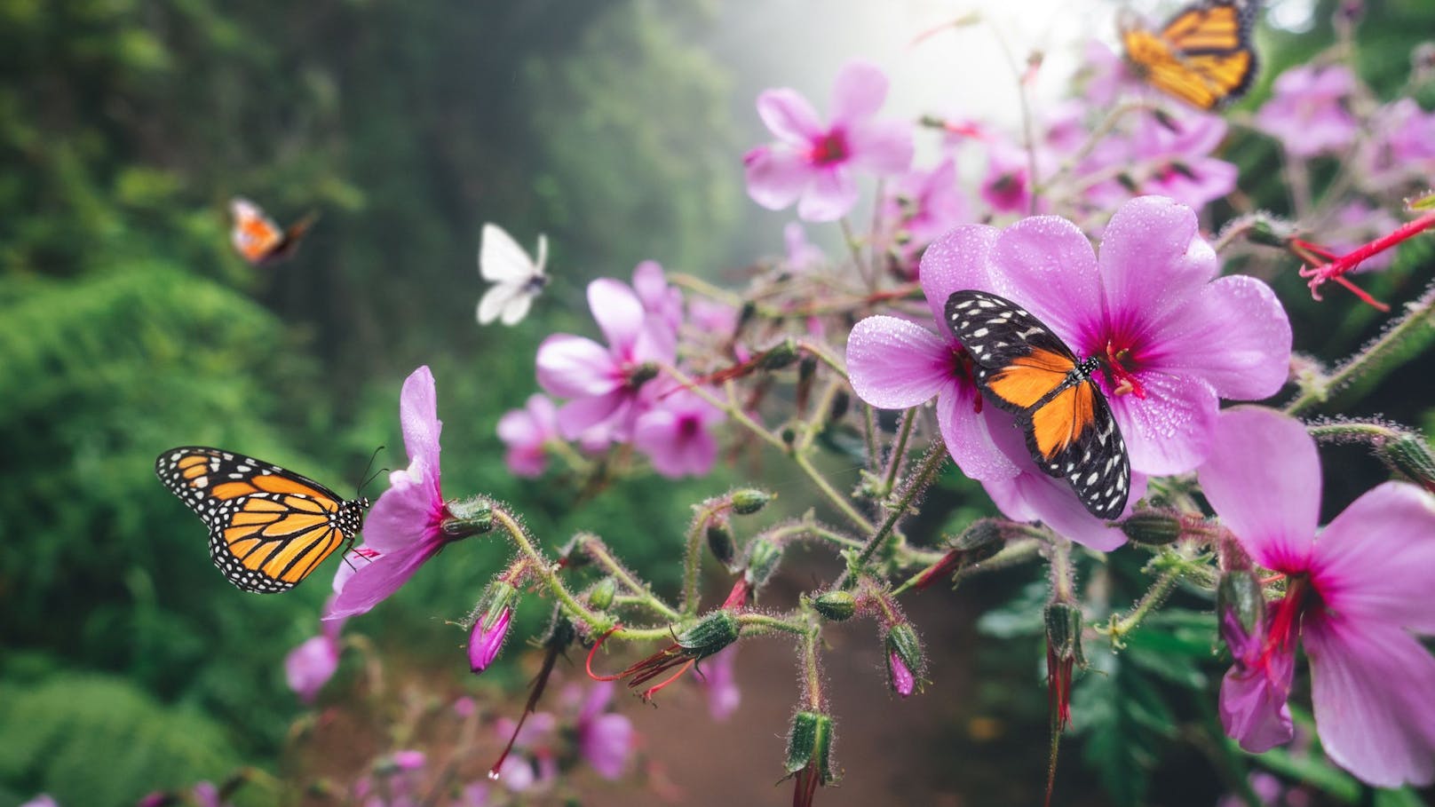 Mit ein paar Tricks bietest du Schmetterlingen auf Balkon und im Garten einen herrlichen Rastplatz. 