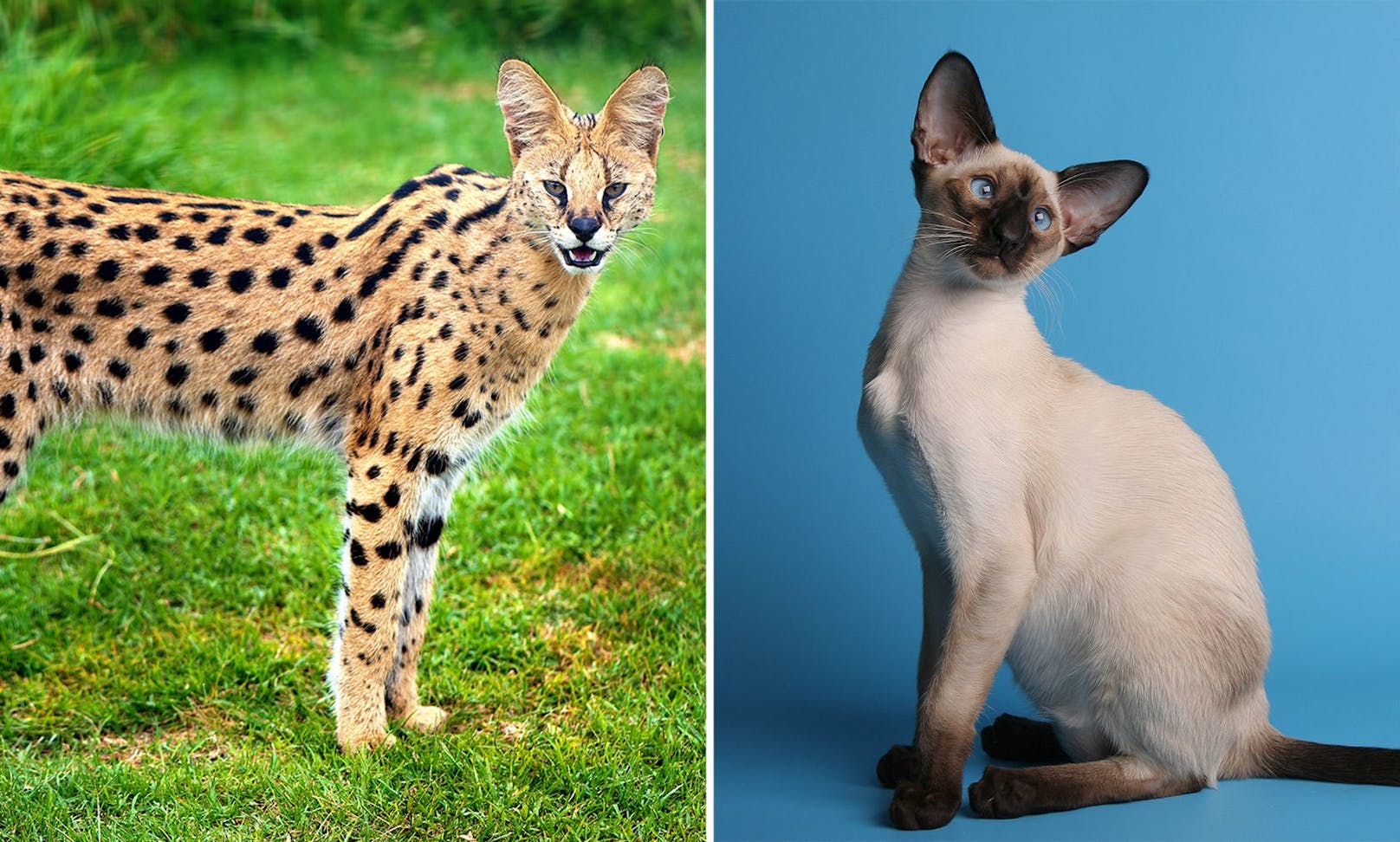 Bei der "Savannah" handelt es sich um eine Zwangsverpaarung von einem afrikanischen Serval (Wildkatze) und einer domestizierten Siamkatze.&nbsp;