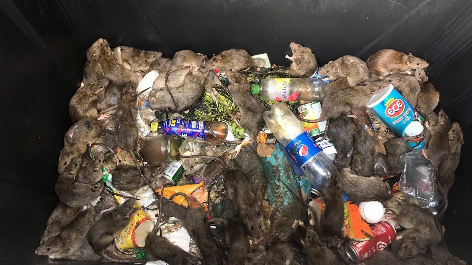 Zahlreiche Ratten tummeln sich in dem Müllcontainer.