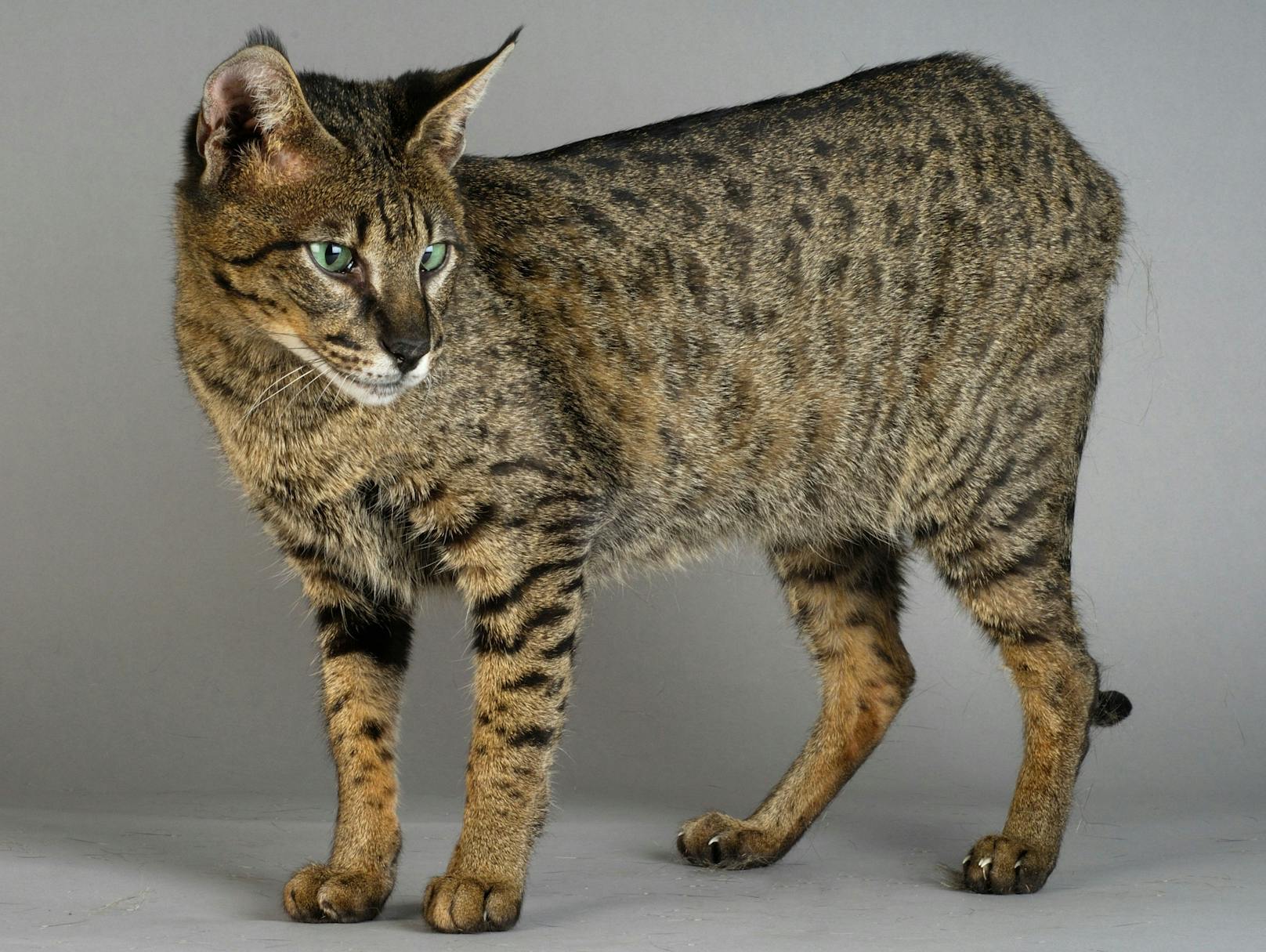 Wunderschön, aber leider eine Zwangskreuzung: Die Savannah-Katze.
