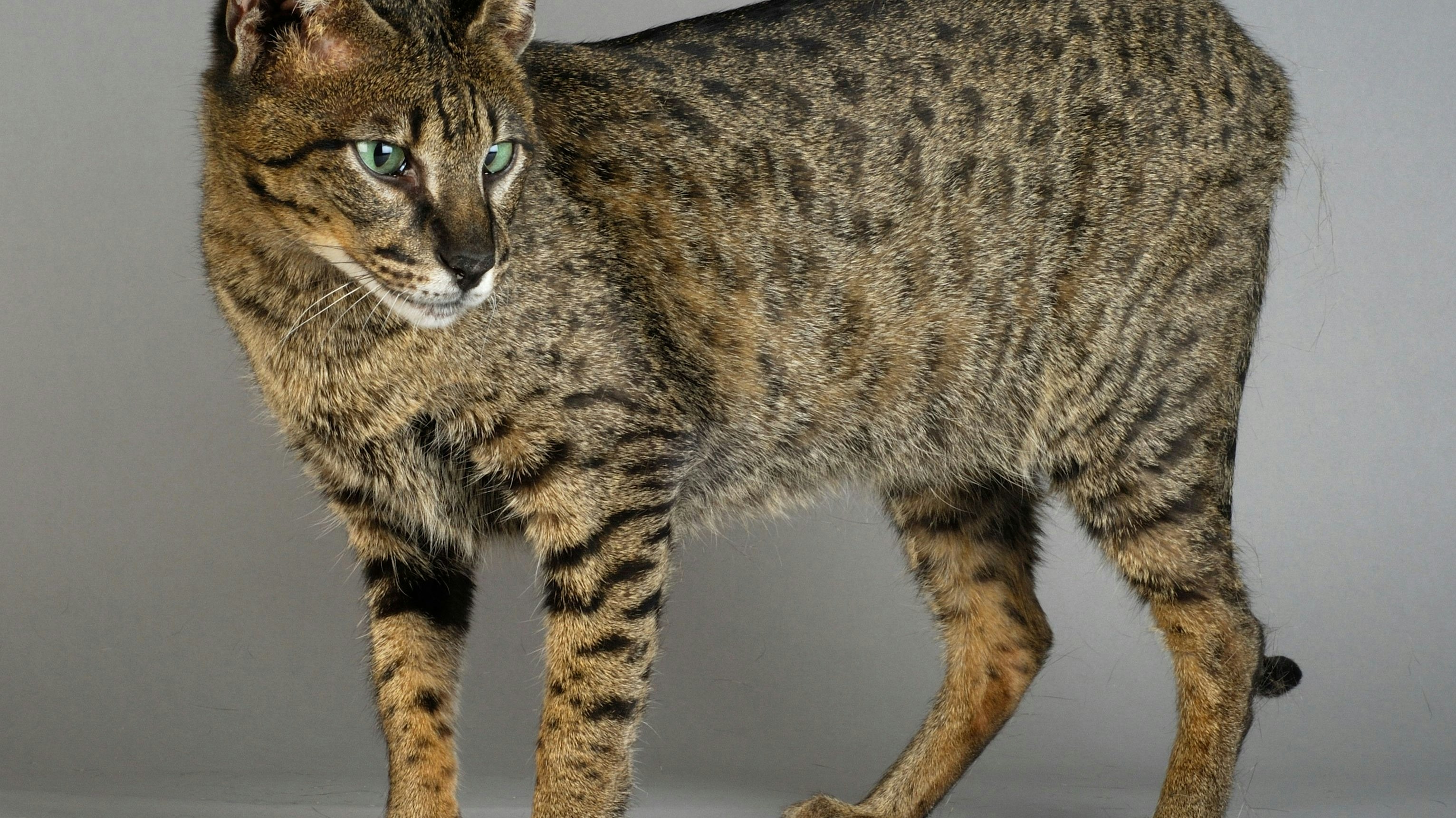 Heute.at - Die Savannah - eine verbotene Rassekatze