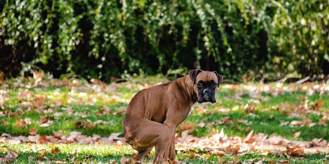 DNATests für Hunde in Baden, um Besitzer zu bestimmen