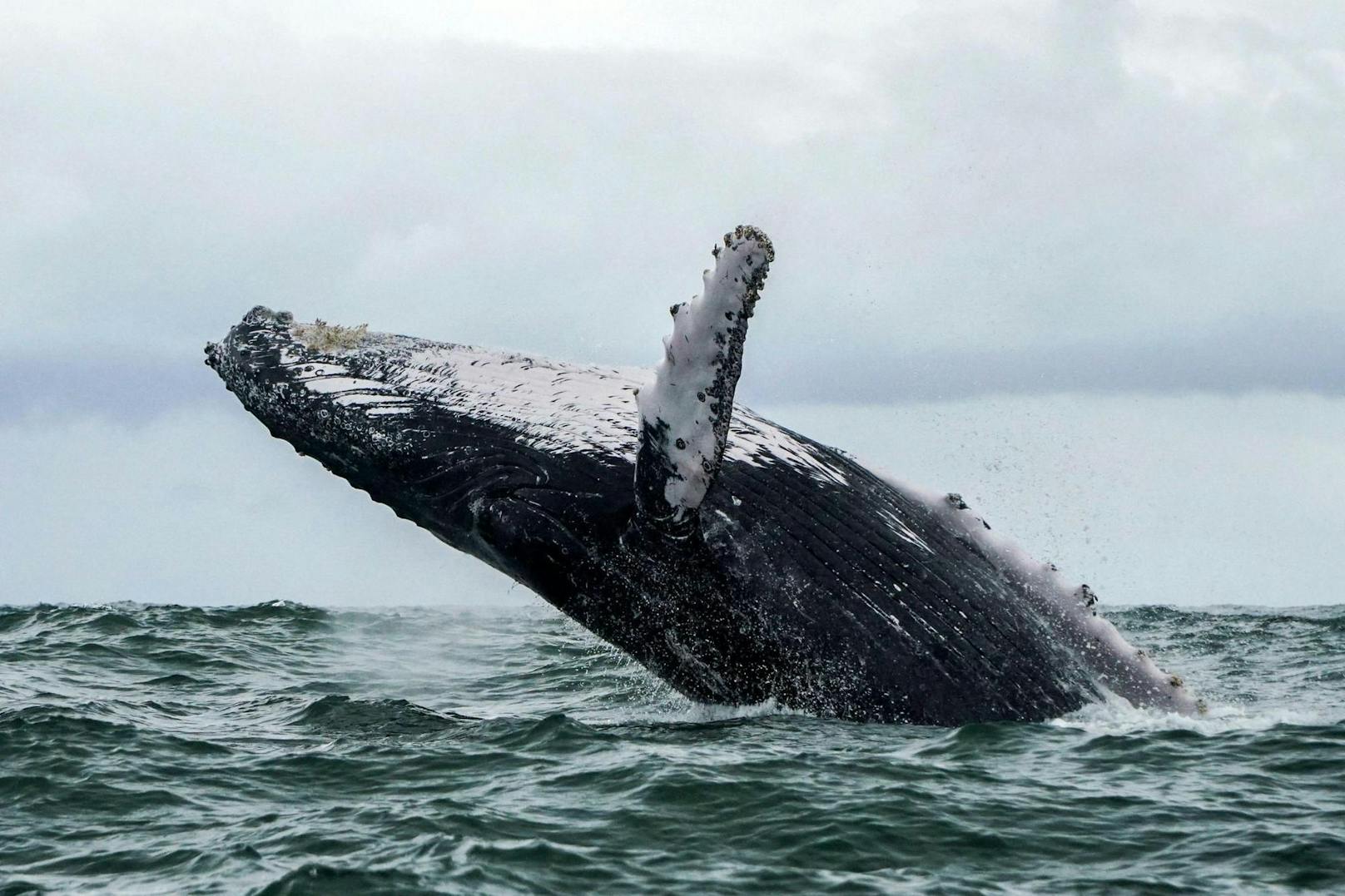 Buckelwale können bis zu 15 Meter groß werden.