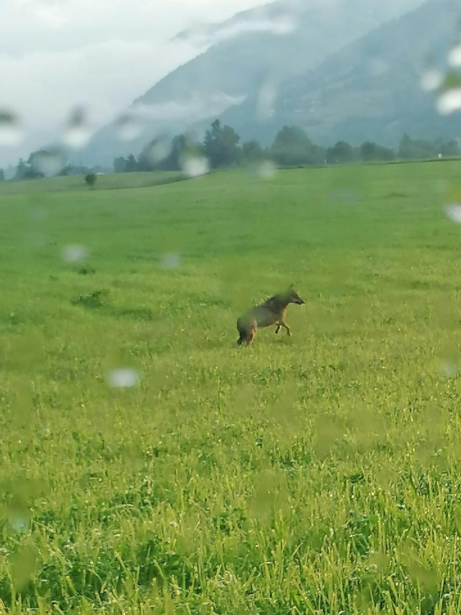 In Bruck an der Glocknerstraße (Pinzgau) haben ein Landwirt und zwei Passanten Samstagfrüh einen Wolf auf dem Radweg am Ortsrand der Gemeinde in der Nähe eines großen Campingplatzes gesichtet.