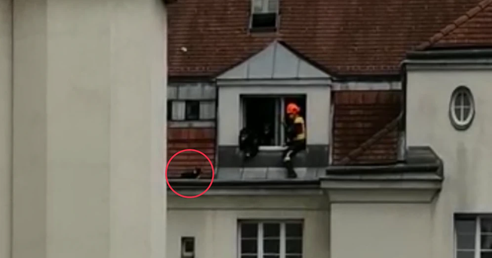 Ein kleiner Hund machte am Samstag einen waghalsigen Ausflug.