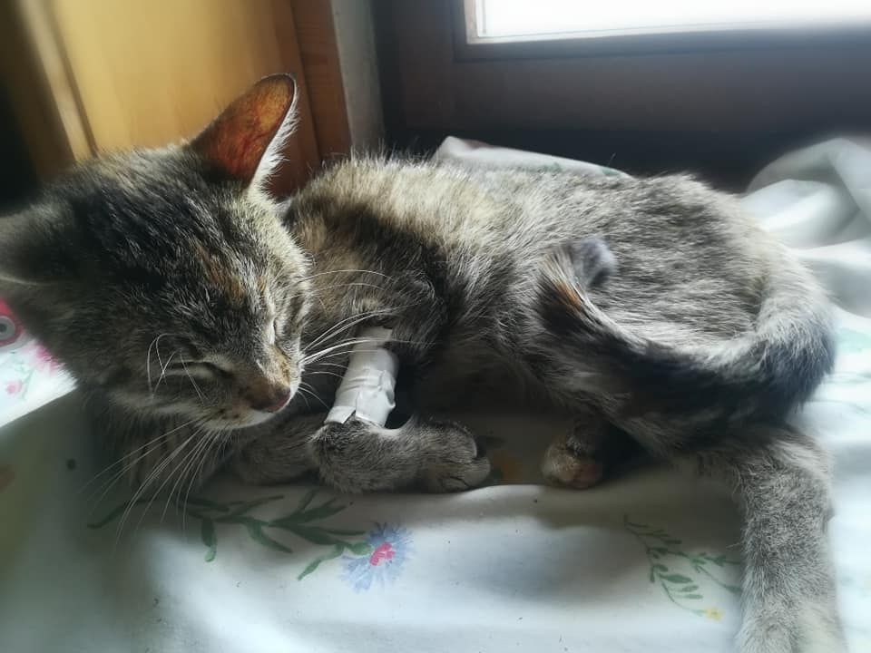 Die Katzenmama war schon sehr geschwächt.