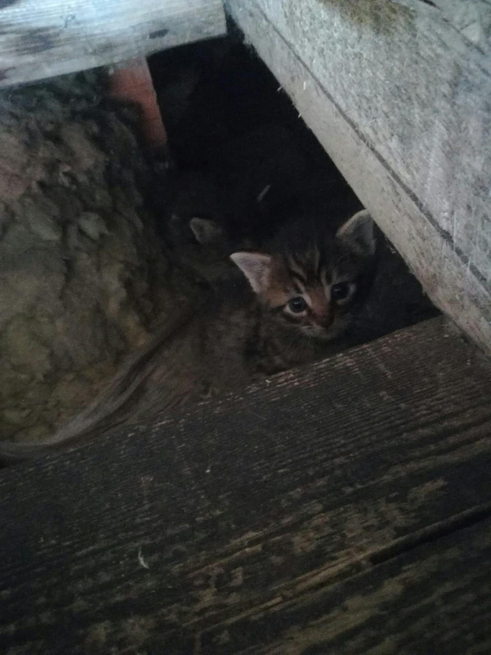 Die kleinen Katzen waren in einer Grube unter Holzbalken versteckt.
