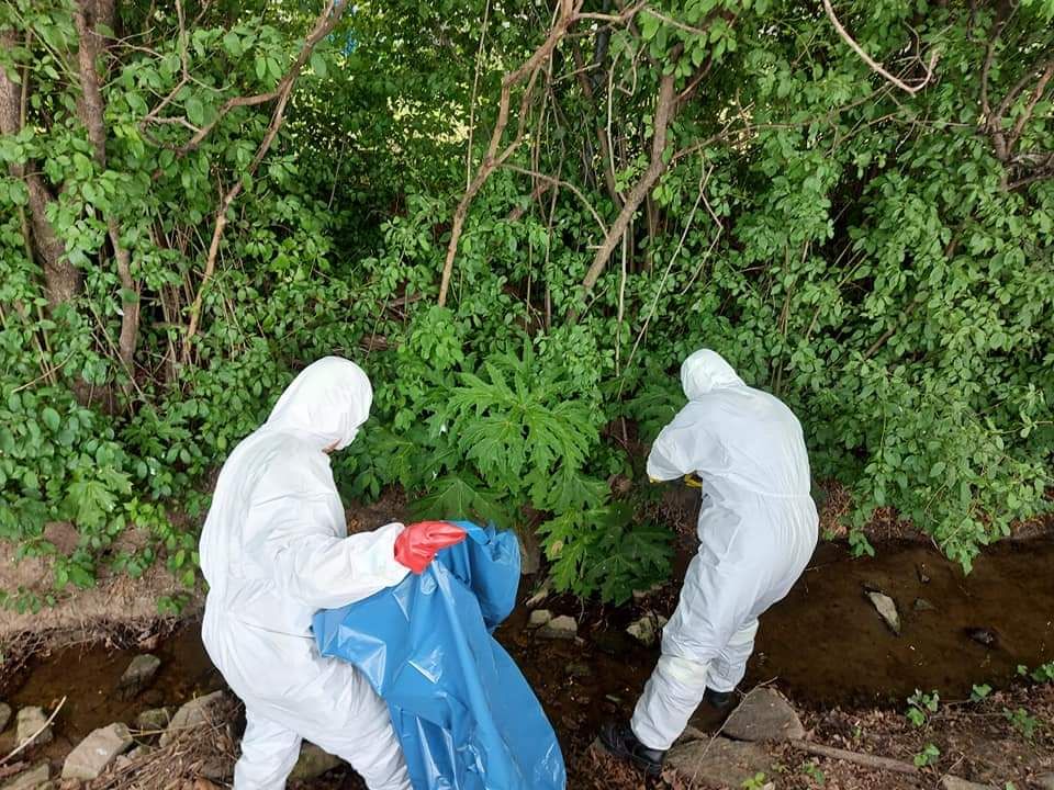 Die Feuerwehr entfernte in Schutzanzügen den giftigen Riesen-Bärenklau.