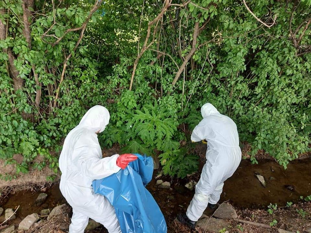 Die Feuerwehr entfernte in Schutzanzügen den giftigen Riesen-Bärenklau.