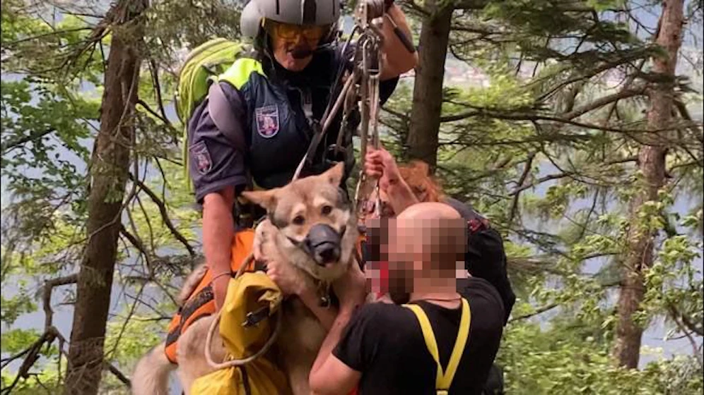 Der Hund konnte nur mit einem Beißkorb gerettet werden.