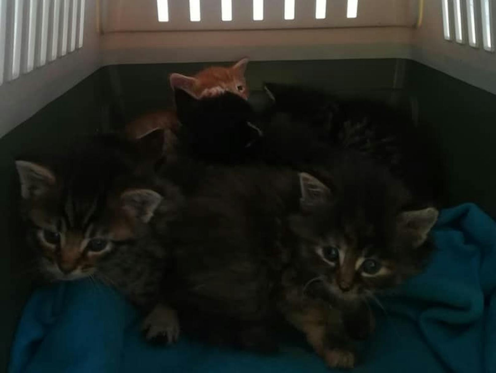 Sechs kleine Babykatzen wurden gerettet.
