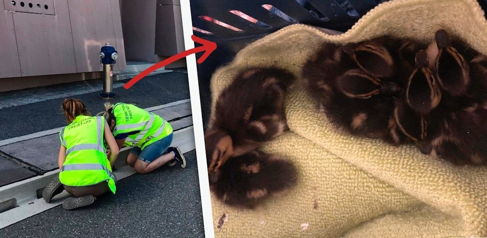 Tierschützer konnten die Küken aus dem Schacht retten.