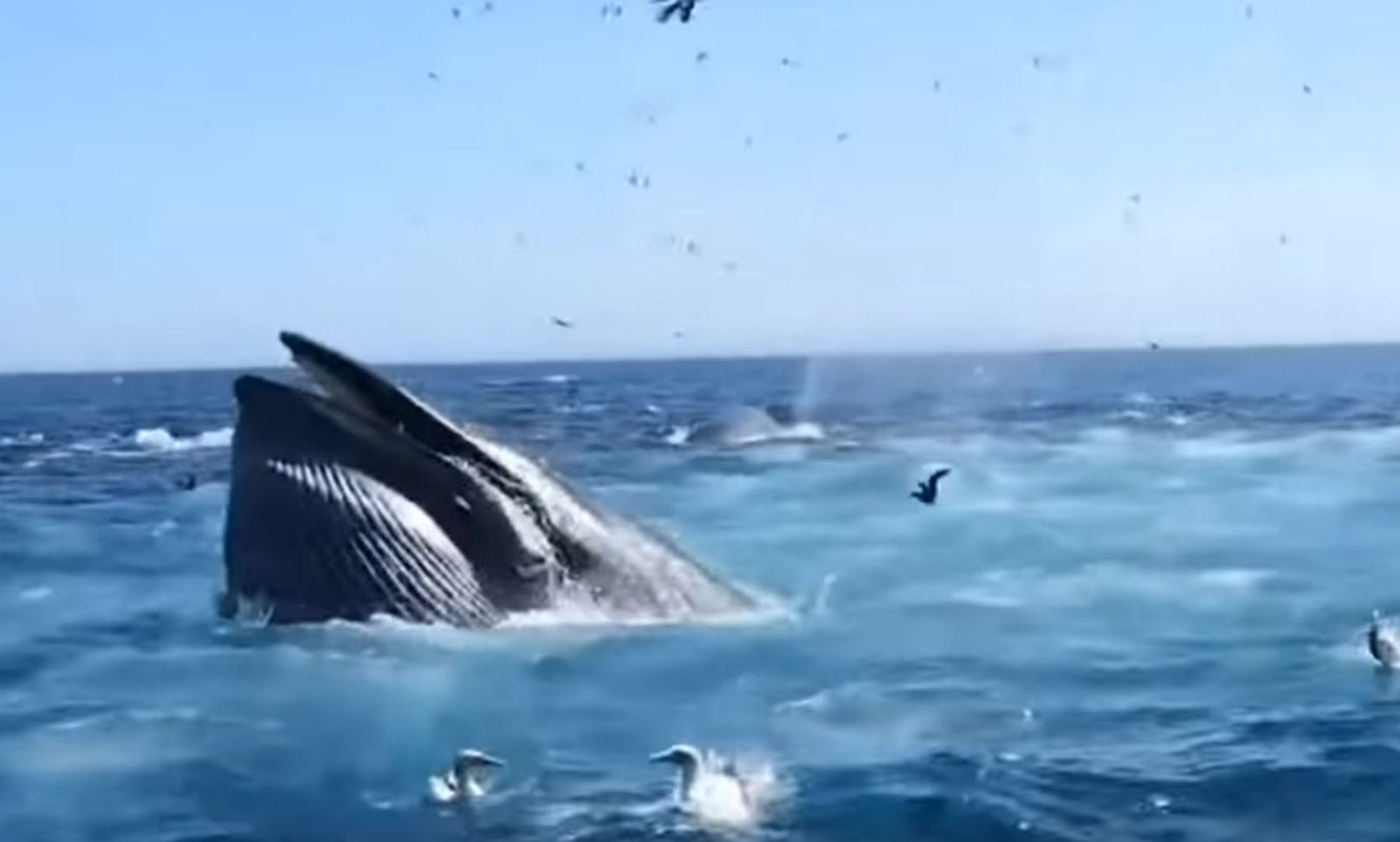 Durch eine faszinierende Strategie treiben die Buckelwale die Sardinen zusammen. 