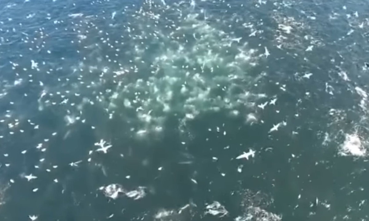 Der sogenannte Sardine-Run (Sardinen-Rennen) in Südafrika ist ein spektakuläres Ereignis. 