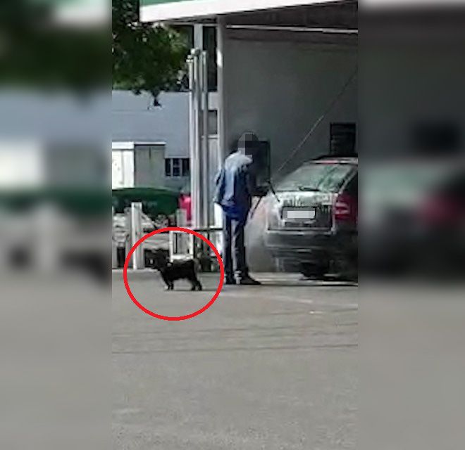 Der Hund passt wohl auf sein Herrchen auf.