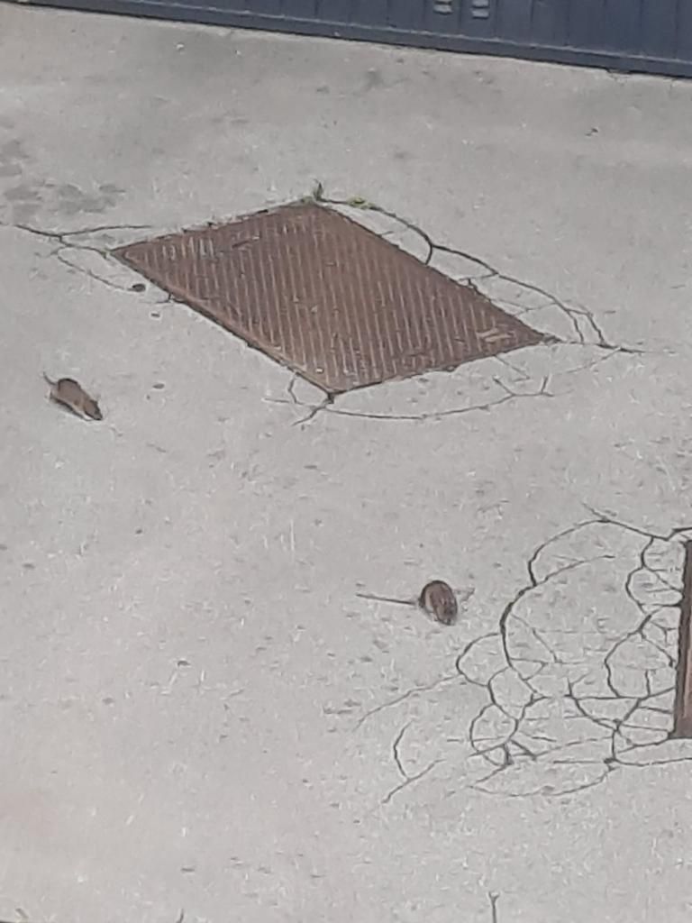 Ratten auf der Hohen Warte in Wien-Döbling.