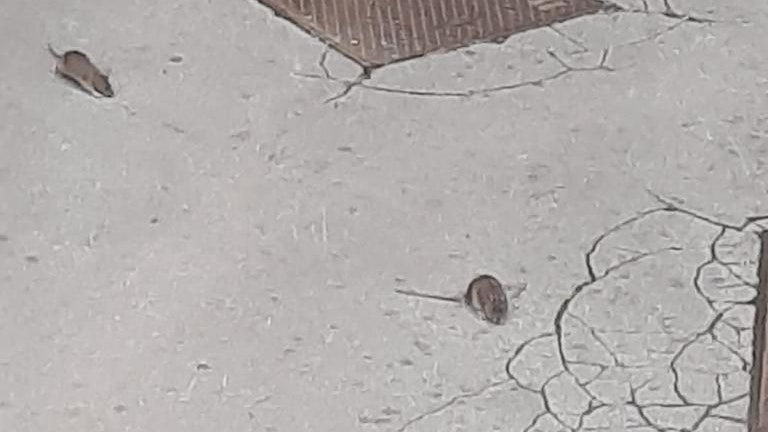 Ratten auf der Hohen Warte in Wien-Döbling.