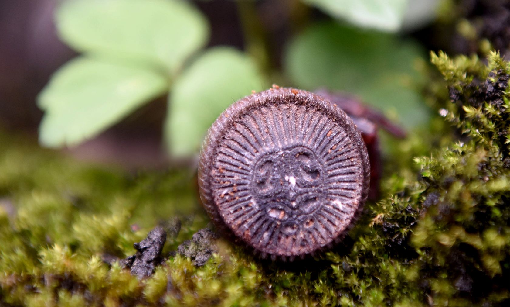 Sieht aus wie eine.... haarige (?) Münze... 