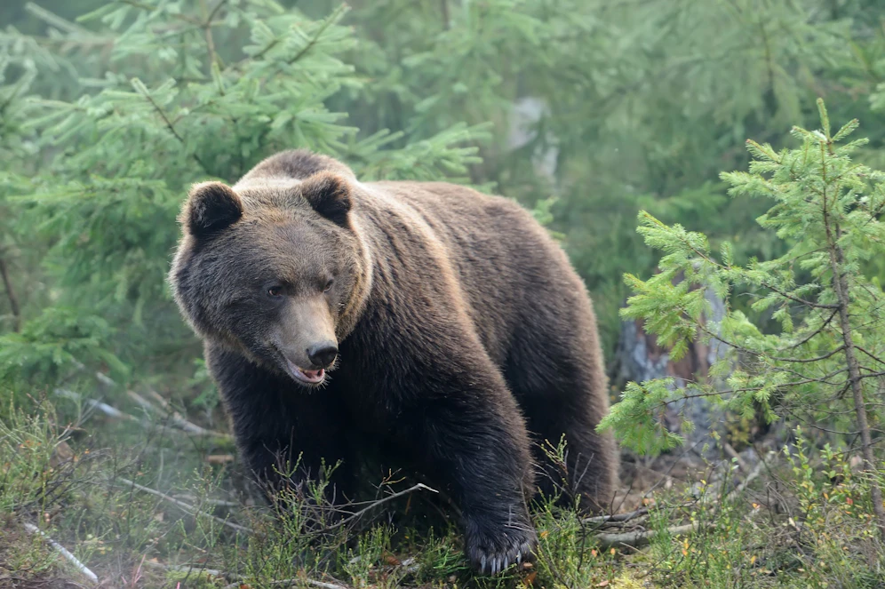 Ein junger Braunbär in einem Wald. Symbolbild