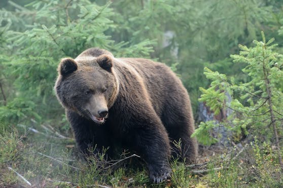 Ein junger Braunbär in einem Wald. Symbolbild