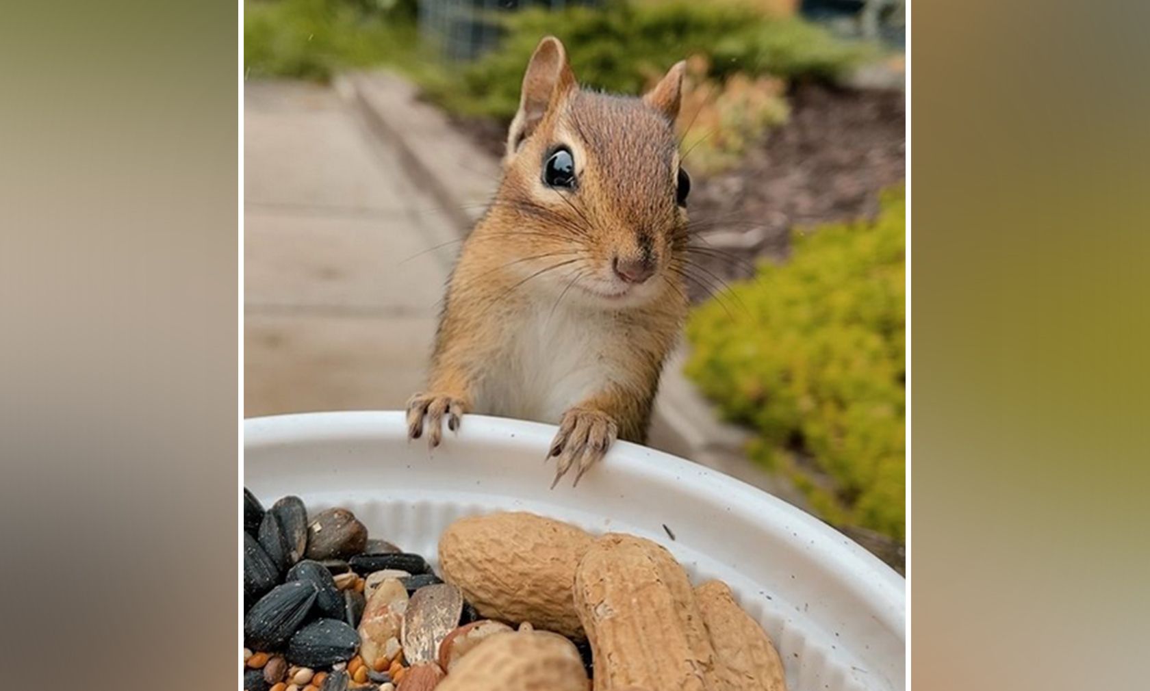 Das ist Streifenhörnchen Charlie. Er ist verfressen, folgsam und ein Instagram-Sternchen. 