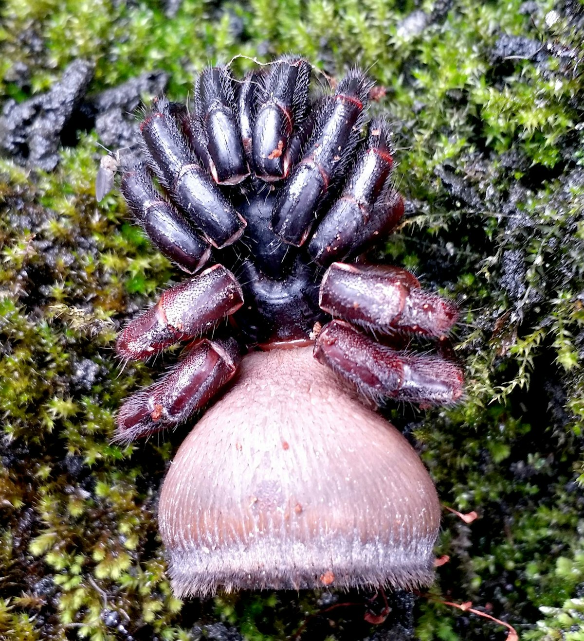 Die "Cyclocosmia" ist eine Gattung der Vogelspinne. 