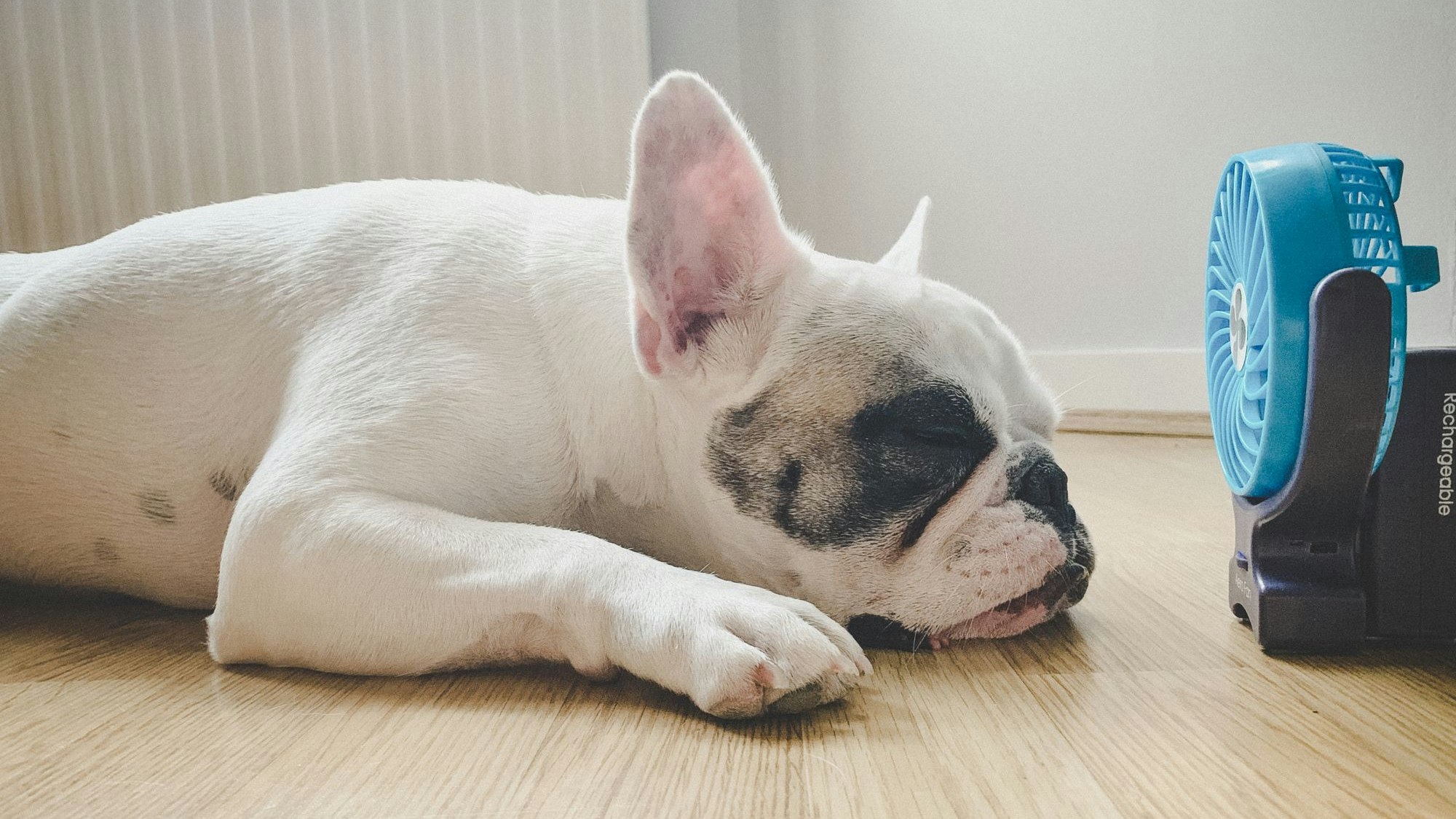 Frenchie dog falling asleep next to mini electric fan