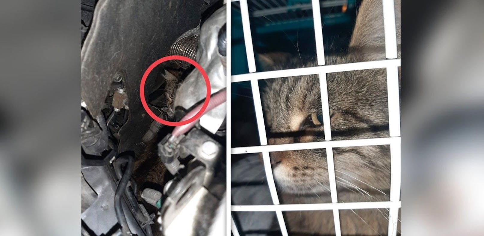 Die Katze flüchtete in den Motorraum eines Autos, versteckte sich dort drei Stunden lang.
