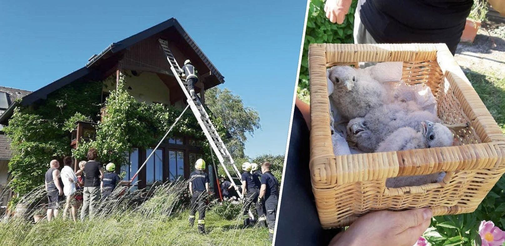 In Regau stürzten drei Falkenbabys aus ihrem Nest.