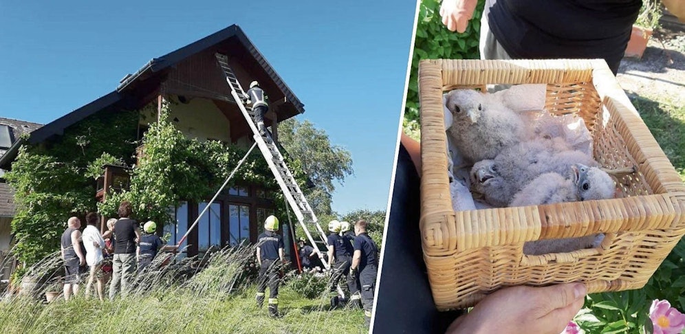 In Regau stürzten drei Falkenbabys aus ihrem Nest.