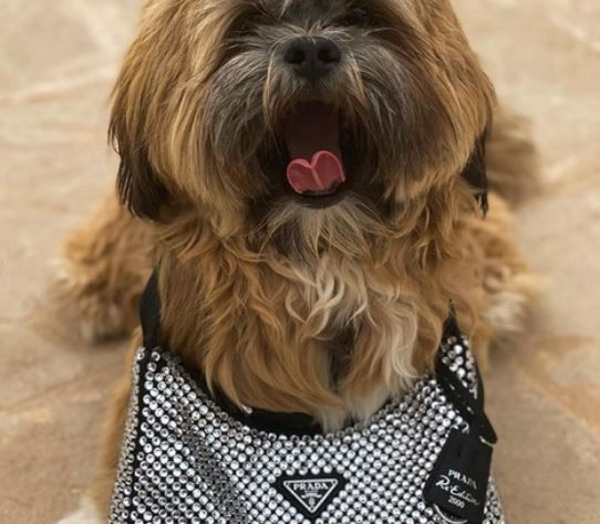 ... auch Hündchen Winnie darf aufs Foto.