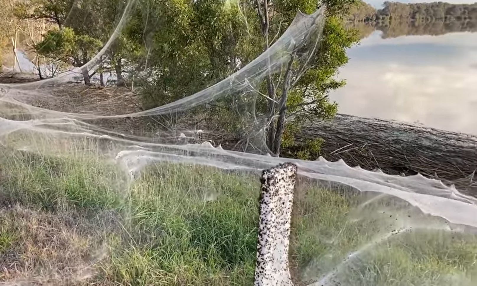 Nach einer heftigen Überschwemmung im australischen Traralgon blieb ein riesiges "Meer" an Spinnweben übrig. 